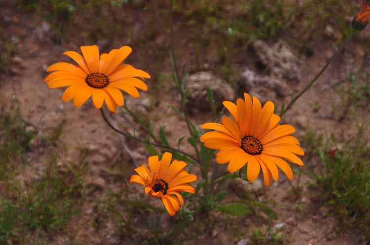 wildflowers